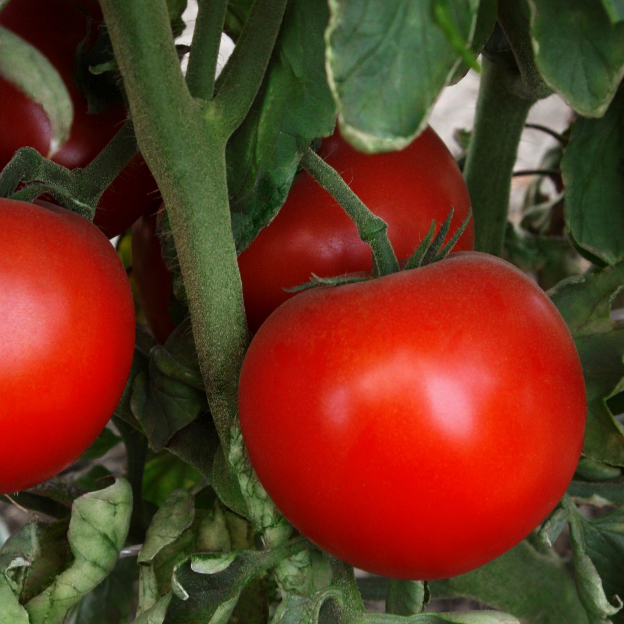 Patsy Tomato Hybrid Round Red Tomato - Grand Marshall – Gowan