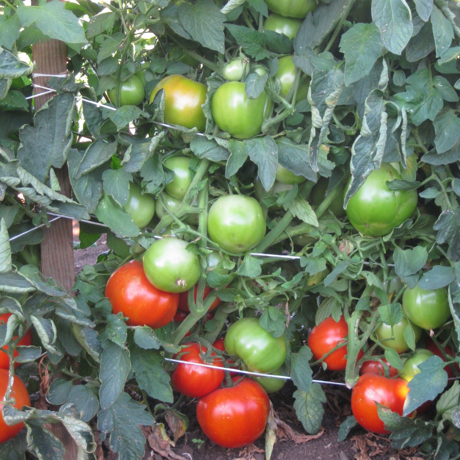 Hybrid Round Red Tomato - Grand Marshall