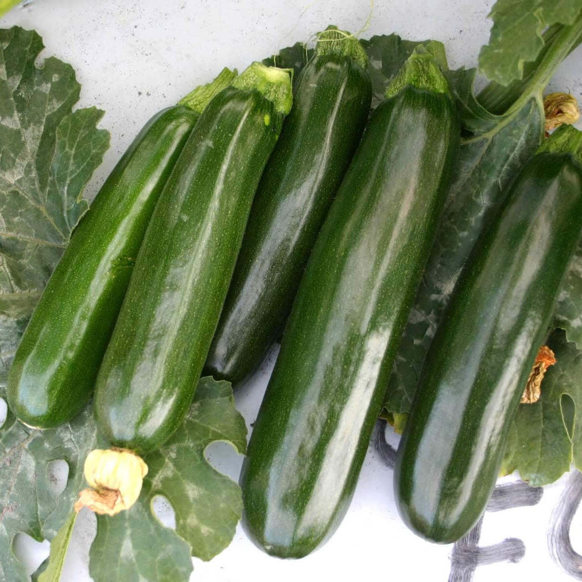Hybrid Green Zucchini Squash - Green Eclipse