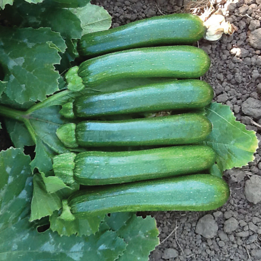 Hybrid Green Zucchini Squash - Green Machine