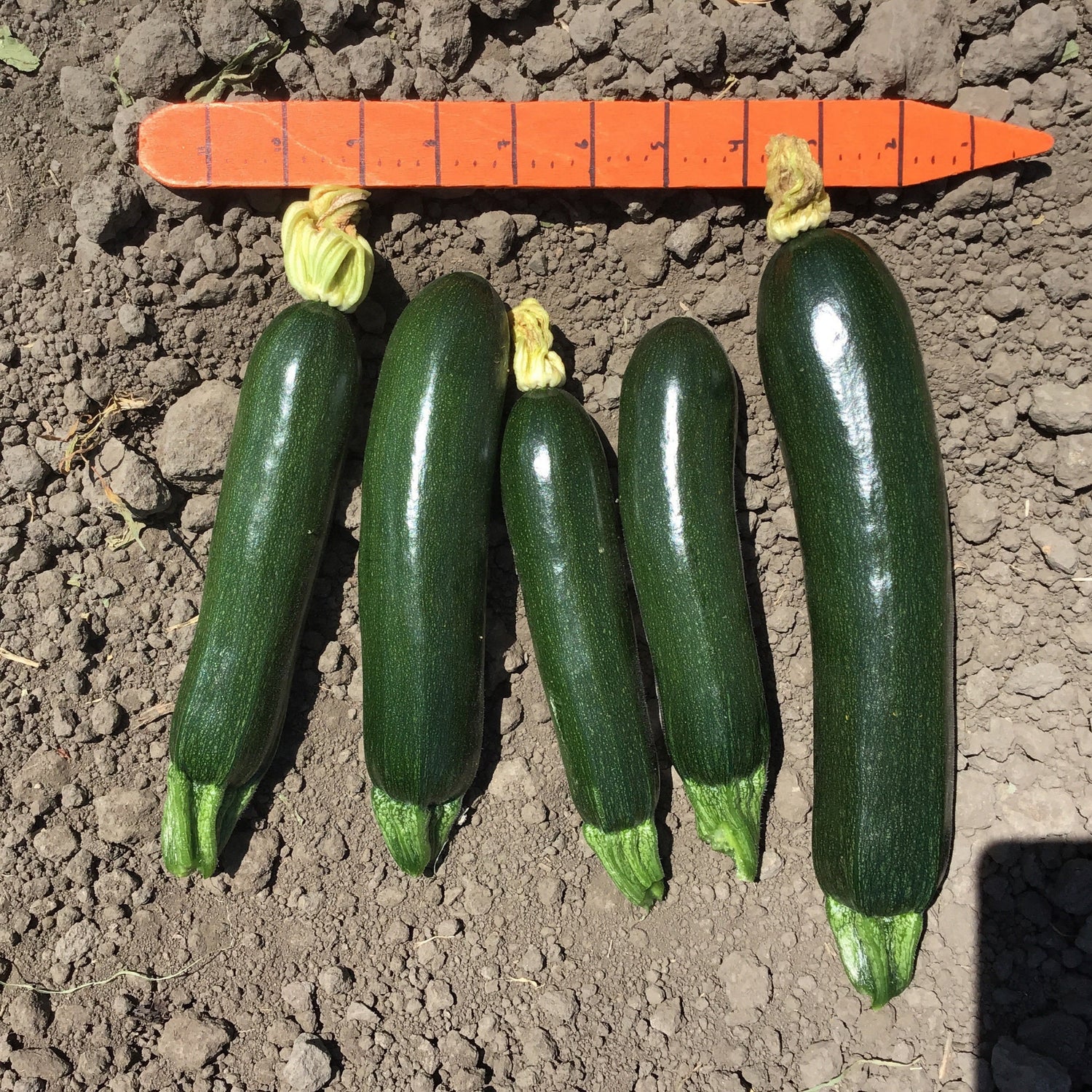 Hybrid Green Zucchini Squash - Green Eclipse