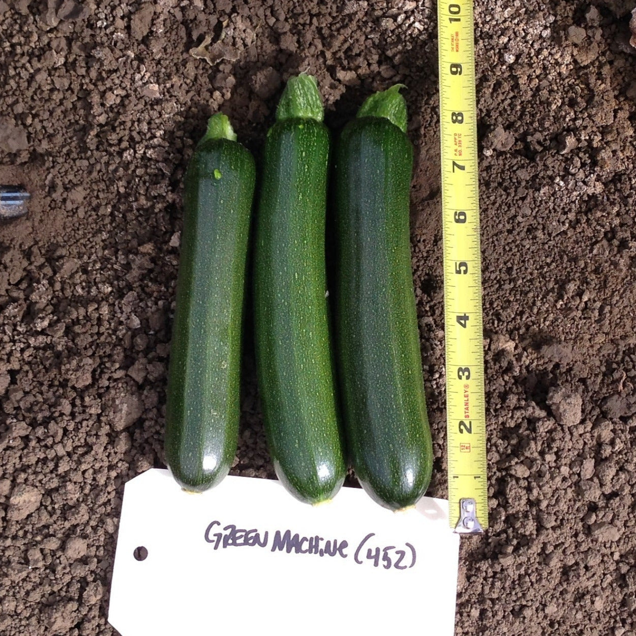Hybrid Green Zucchini Squash - Green Machine