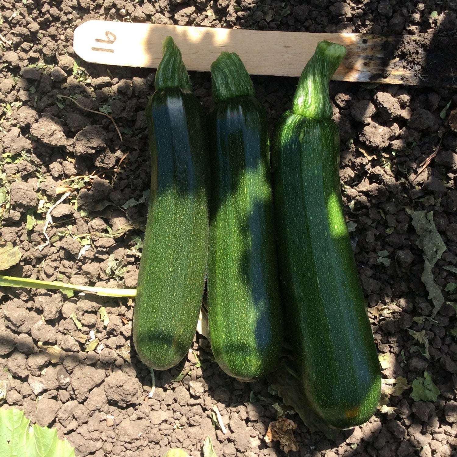 Hybrid Green Zucchini Squash - Green Machine