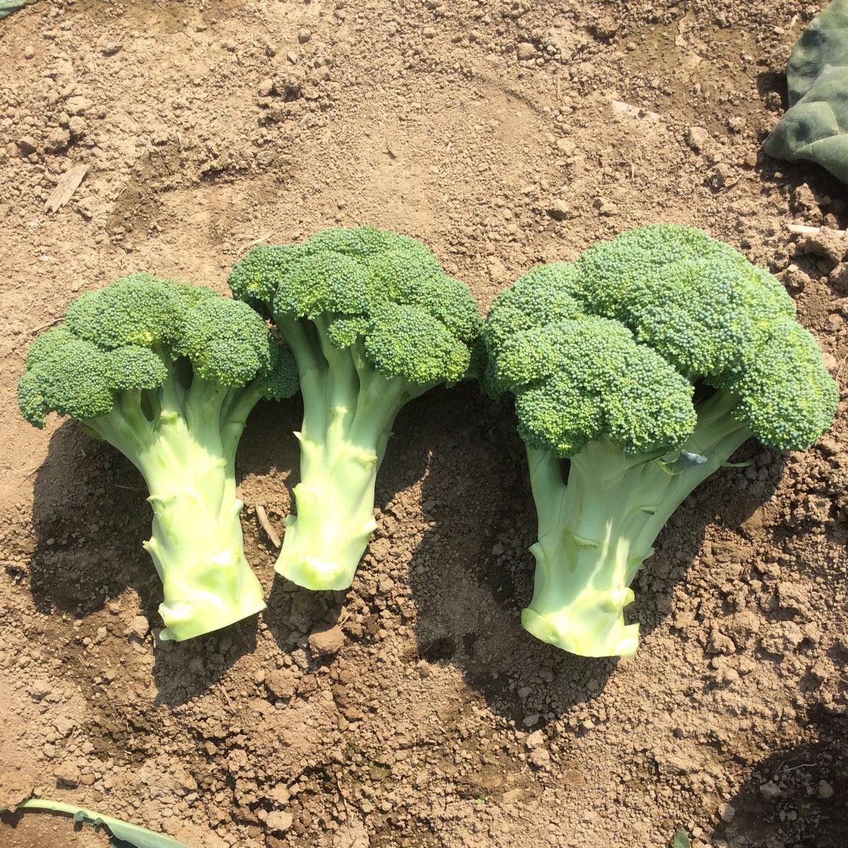 Broccoli Magic Shapoo Hybrid Broccoli - Green Magic – Gowan