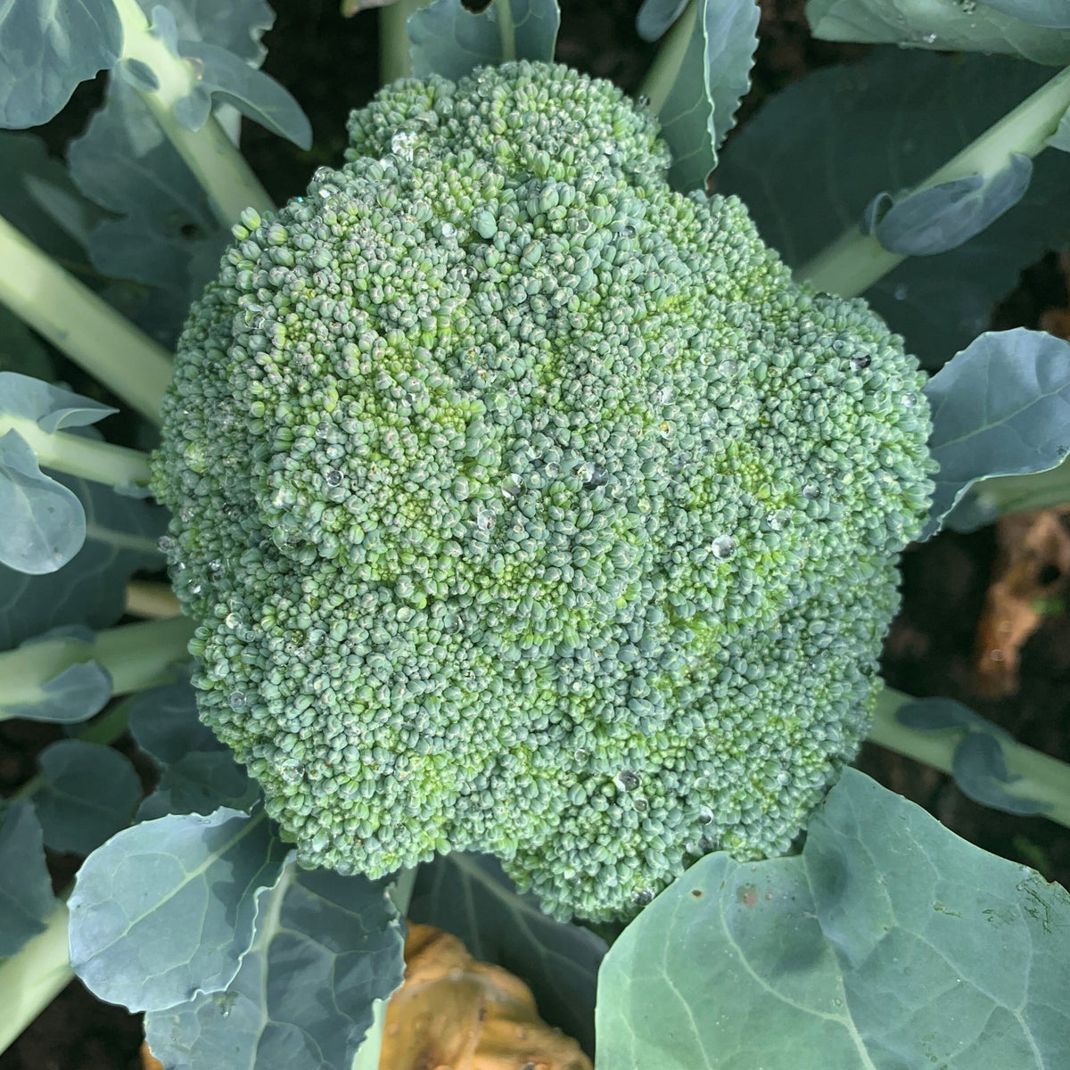 Broccoli Magic Shapoo Hybrid Broccoli - Green Magic – Gowan