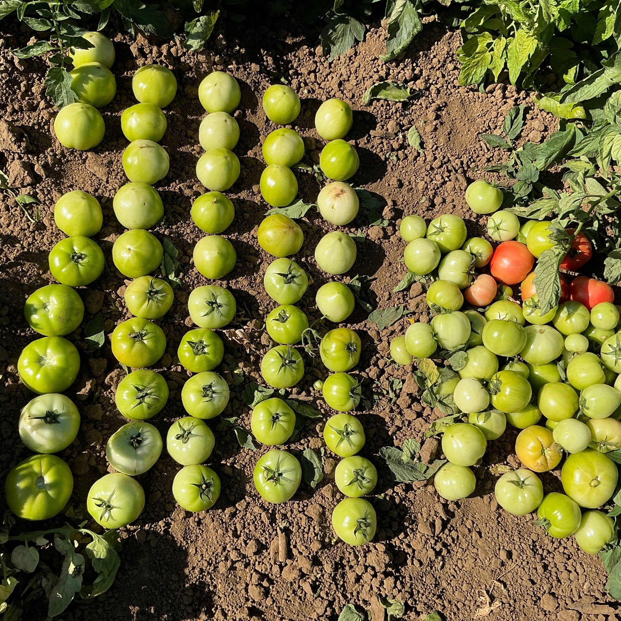 Hybrid Round Red Tomato - HM 1794 – Gowan
