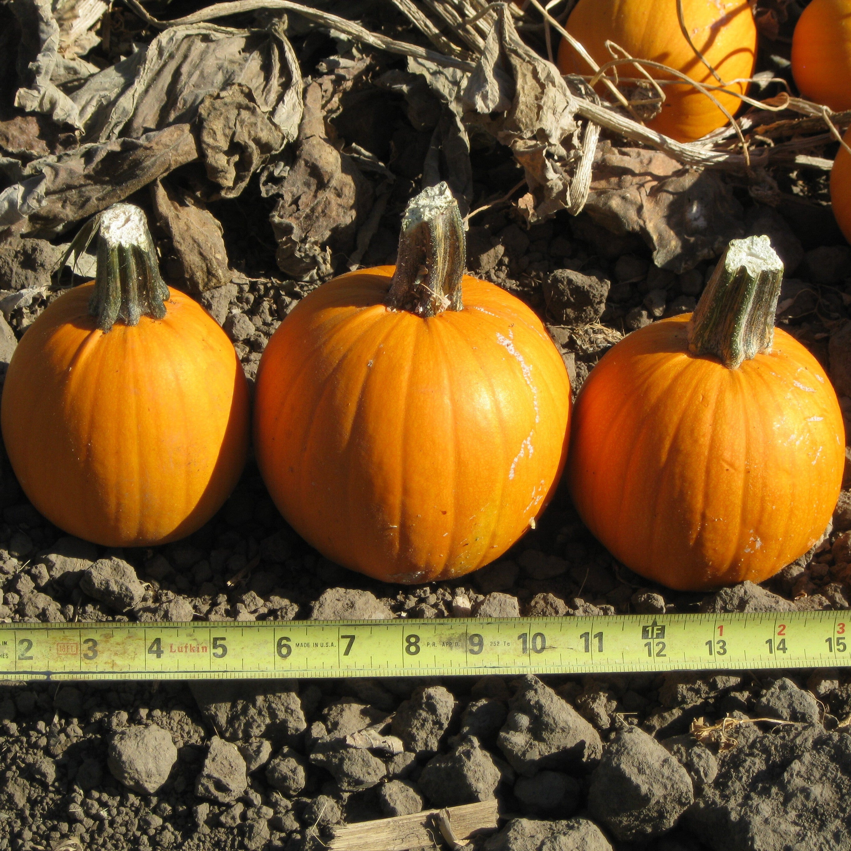 Hybrid Mini Pumpkin - Half Pint – Gowan