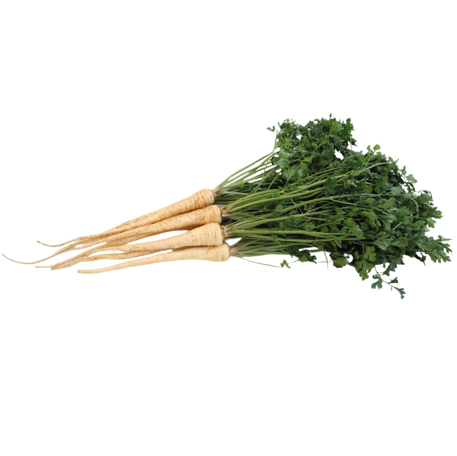 OP Rooted Parsley - Hamburg Long Rooted