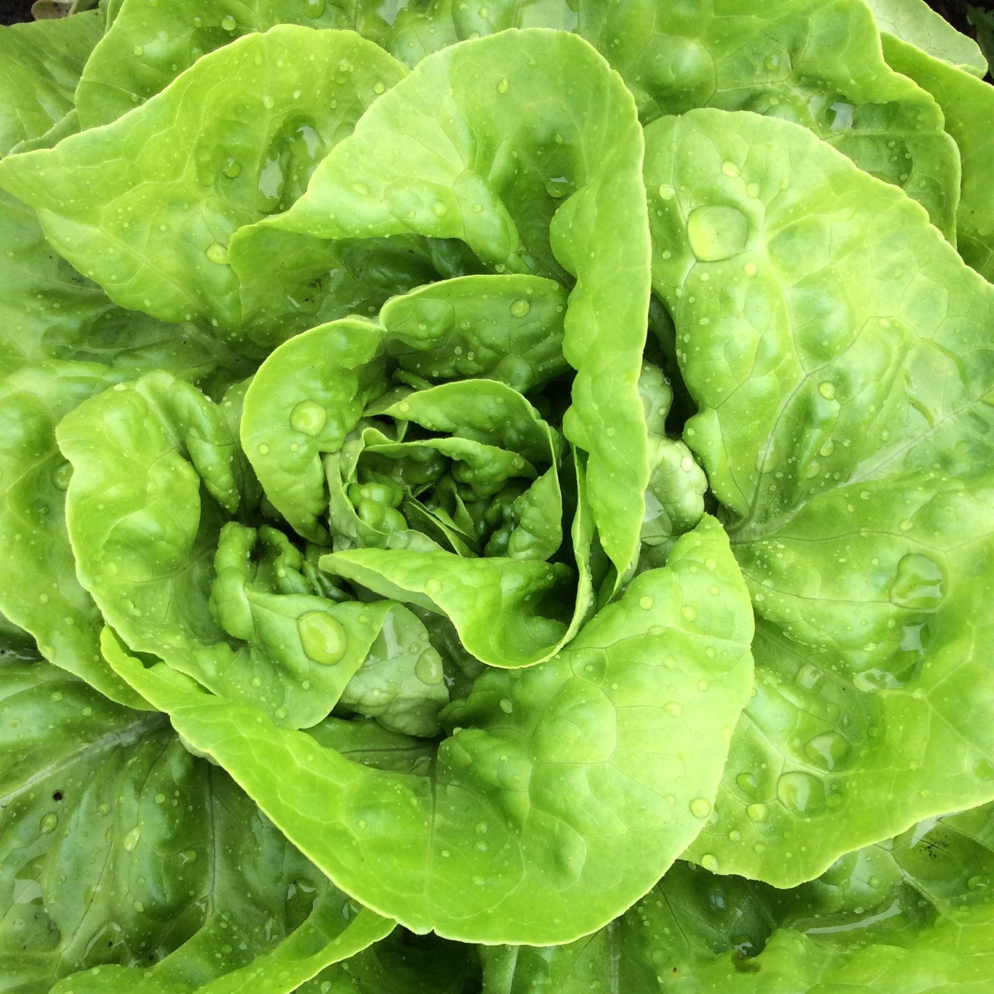 Butterhead OP Green Butterhead Lettuce - Harmony – Gowan