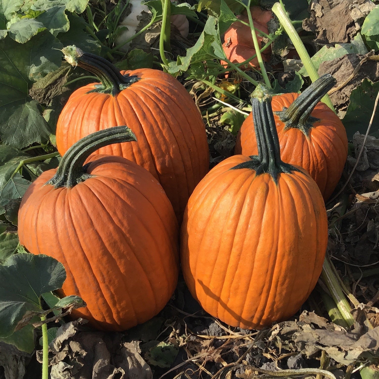 Hybrid Carving Pumpkin - Hawk