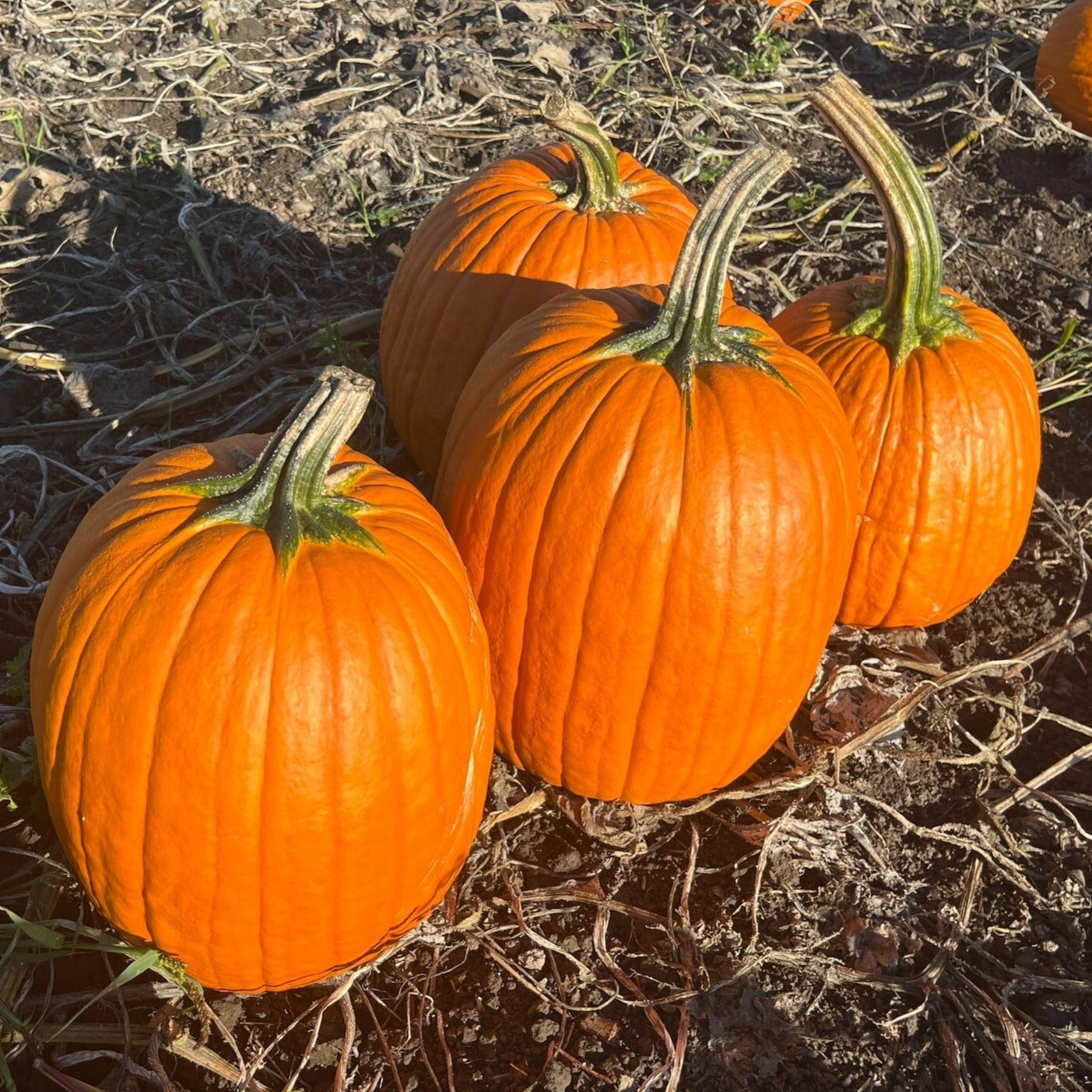 Hybrid Carving Pumpkin - Hawk