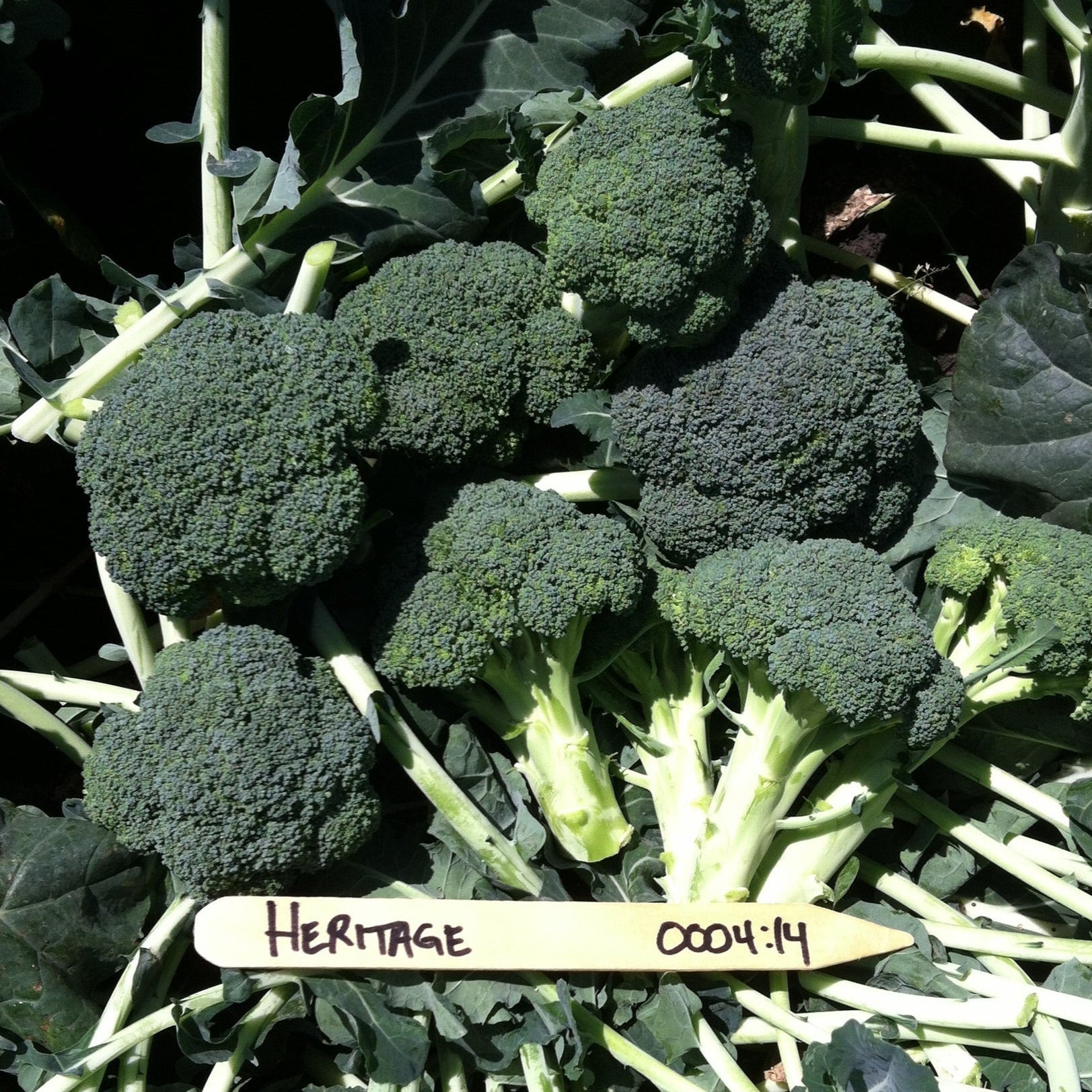 Hybrid Broccoli - Heritage – Gowan