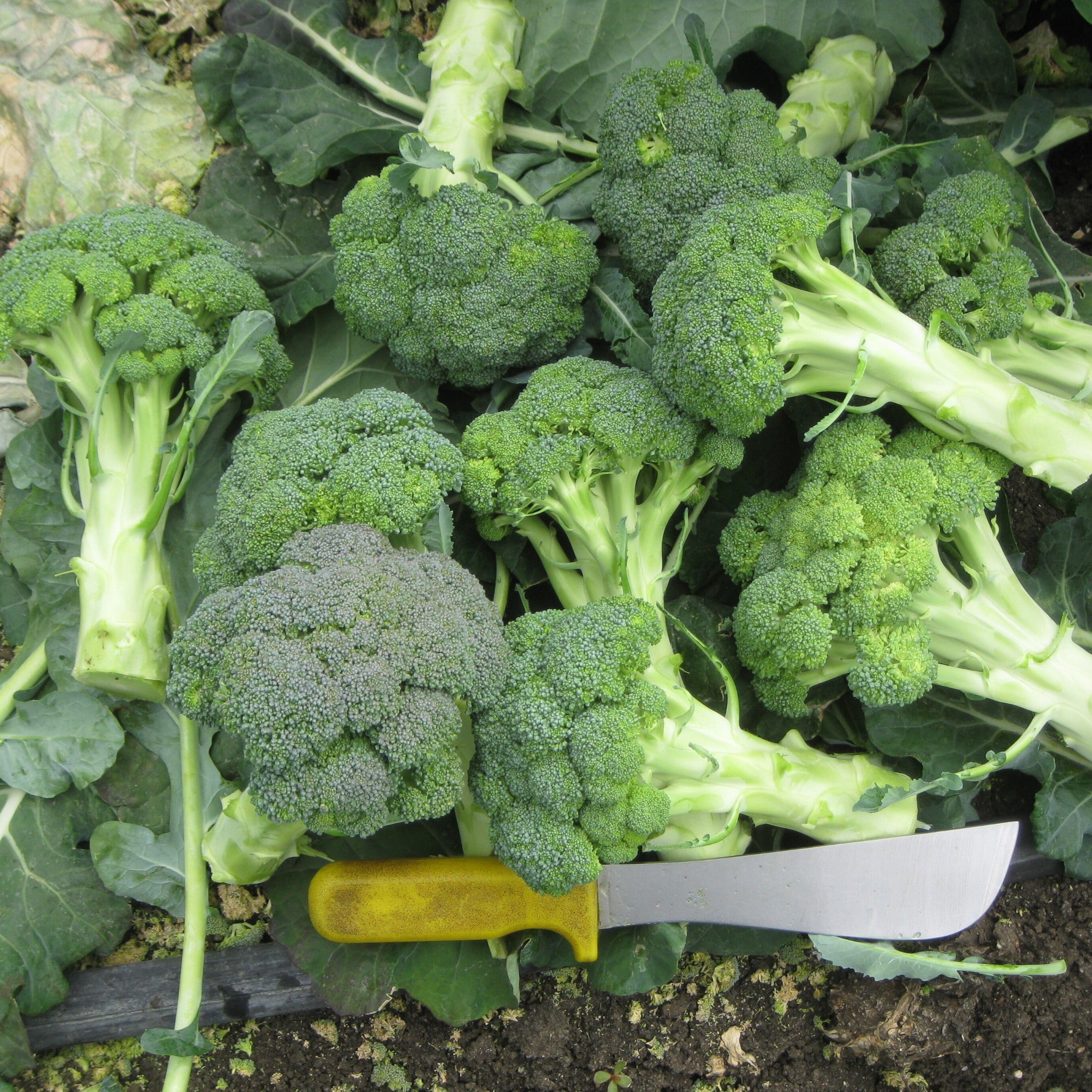Hybrid Broccoli - Heritage – Gowan