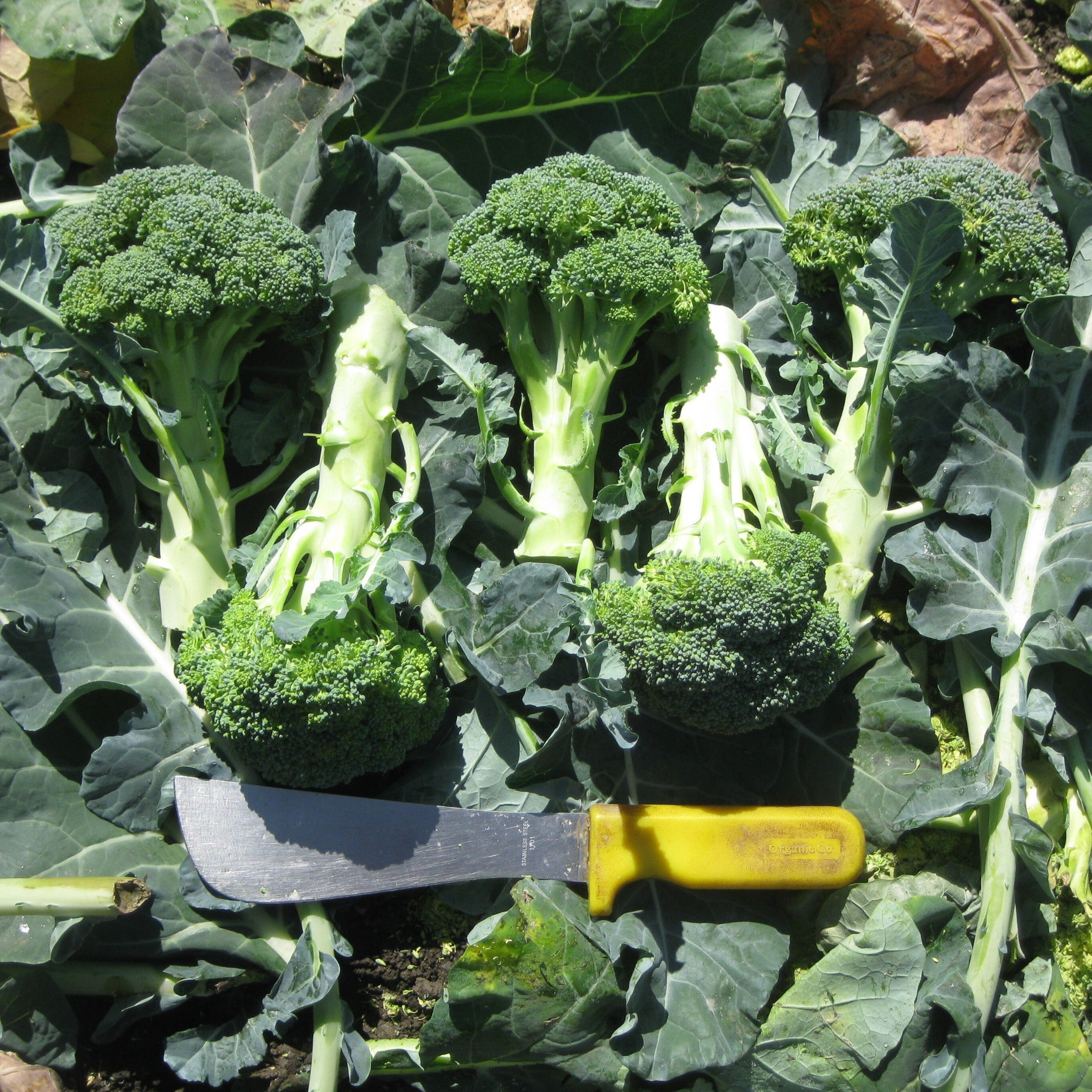 Hybrid Broccoli - Heritage – Gowan