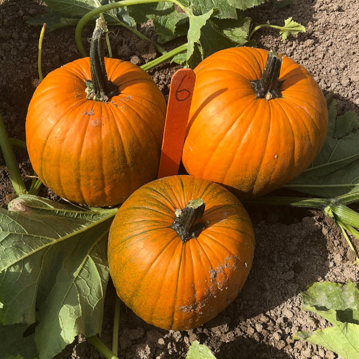 Hybrid Small/Pie Pumpkin - Hijinks