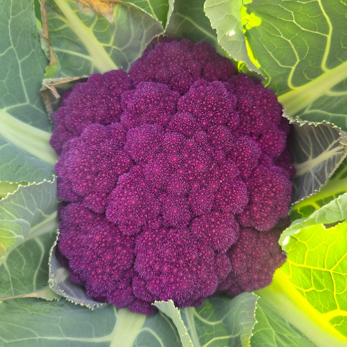 Hybrid Purple Cauliflower - Hipster