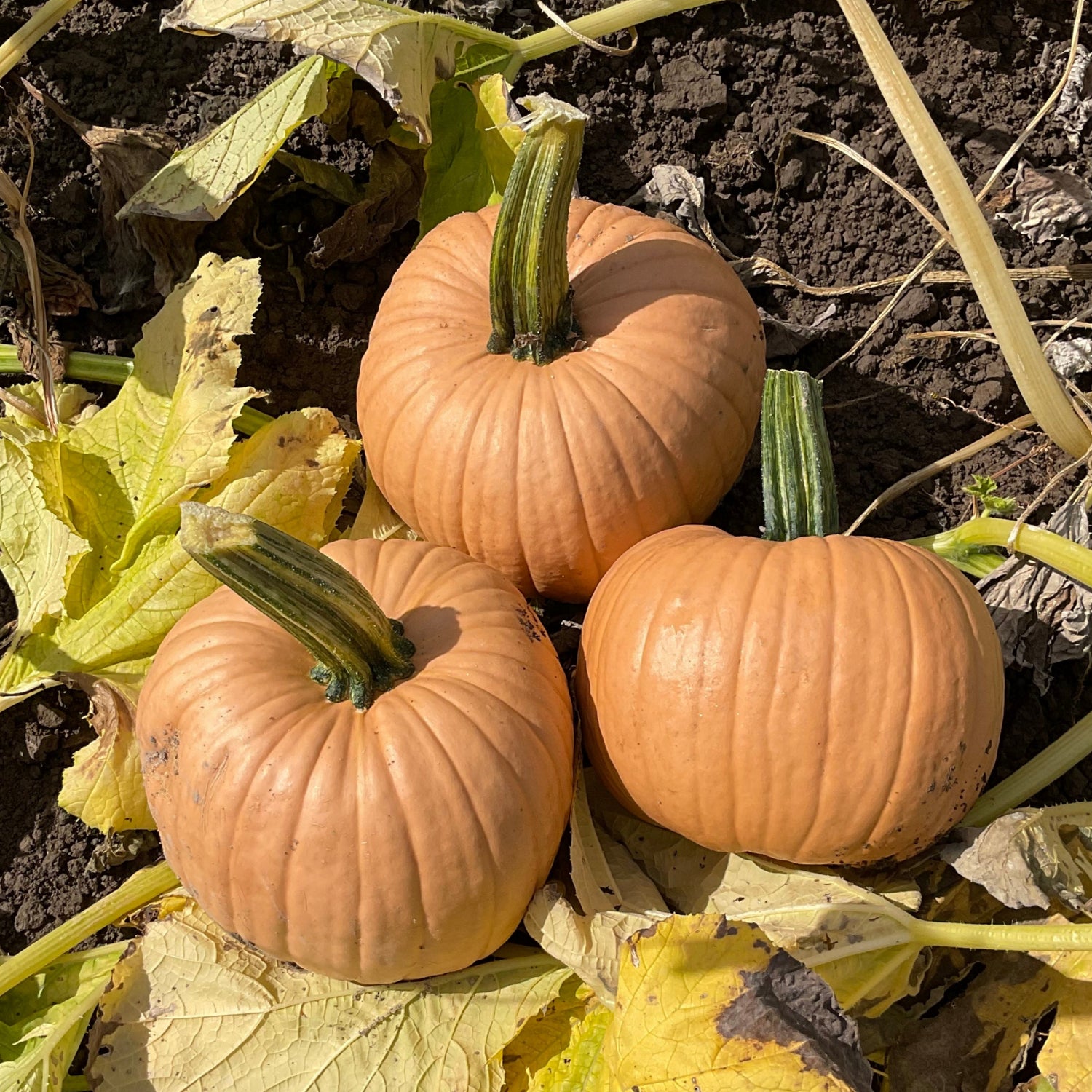 Hybrid Small/Pie Pumpkin - Hot Chocolate