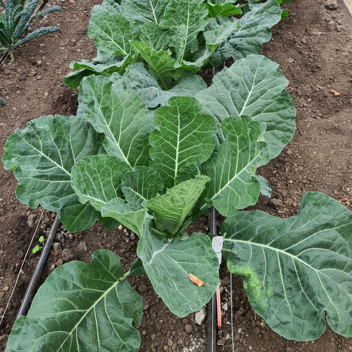 Hybrid Collard - Hurricane