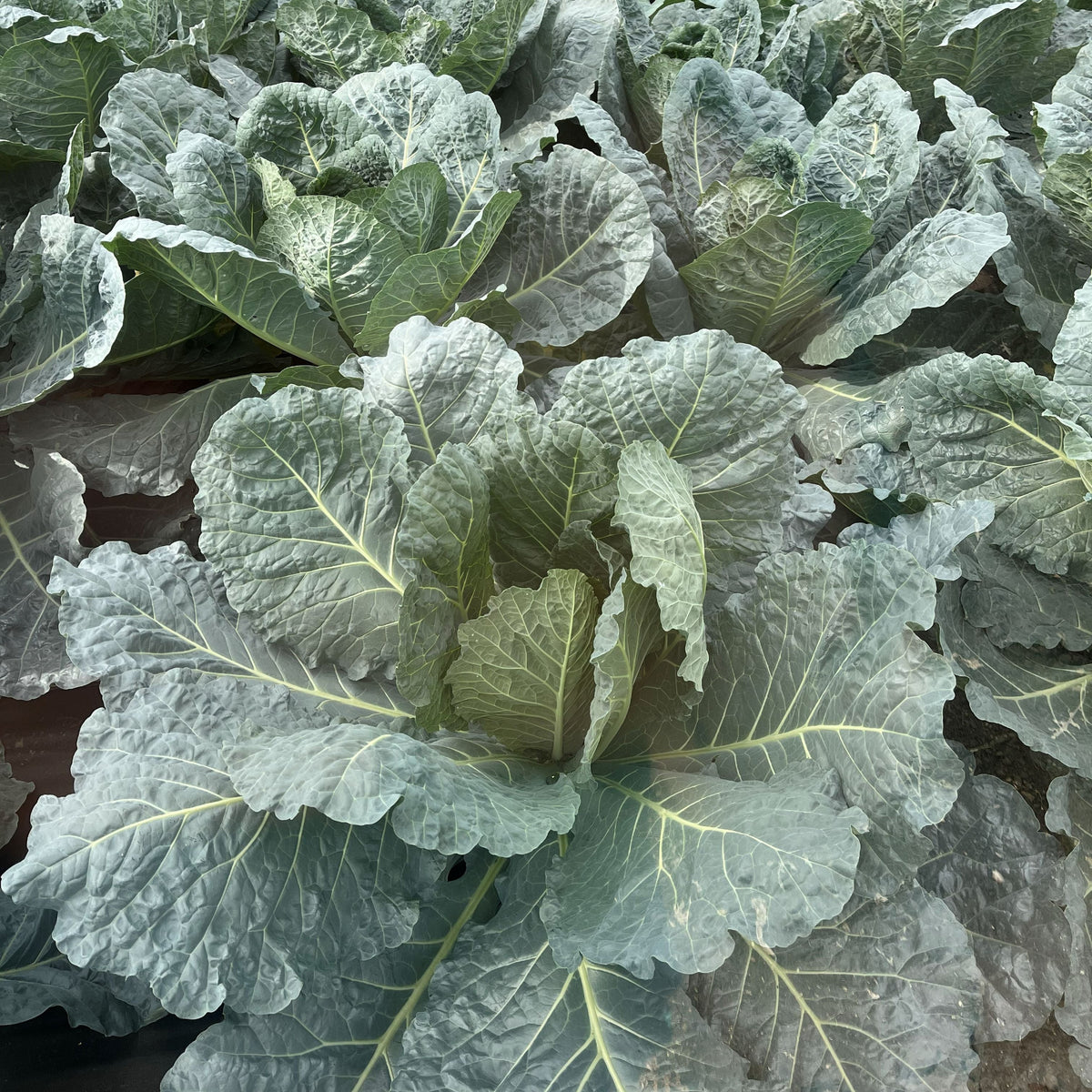 Hybrid Collard - Hurricane
