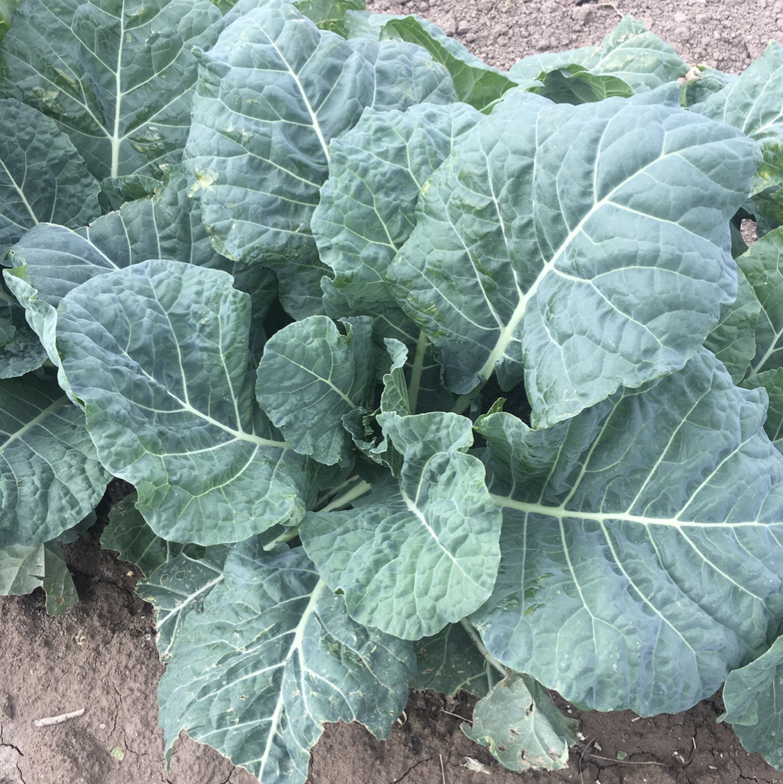 Hybrid Collard - Hurricane