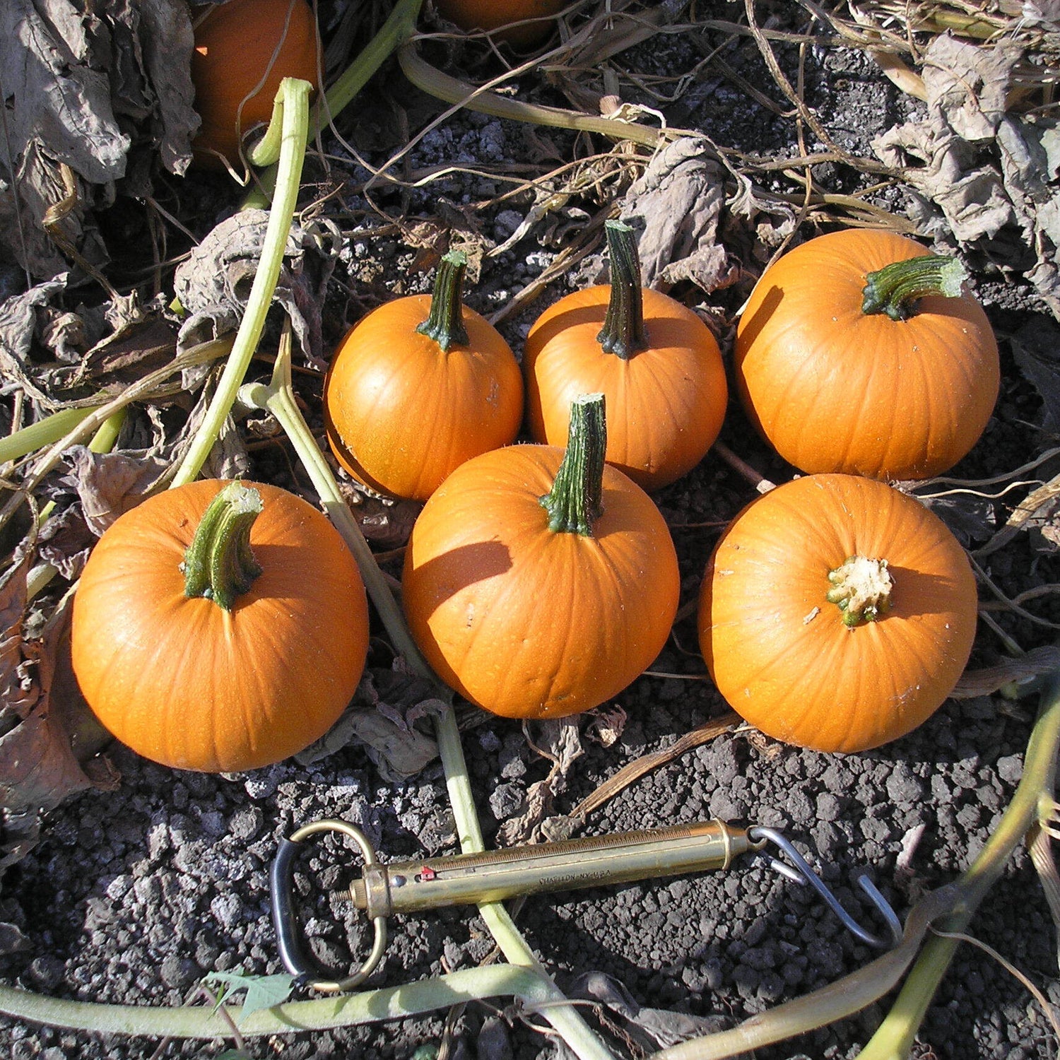 Hybrid Small/Pie Pumpkin - Jack Sprat