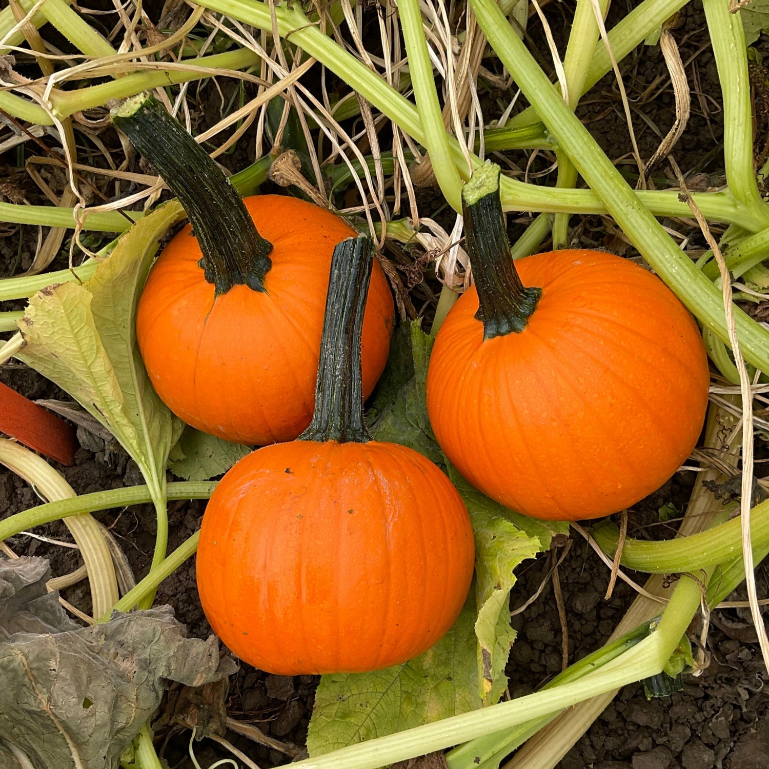 Hybrid Small/Pie Pumpkin - Jack Sprat
