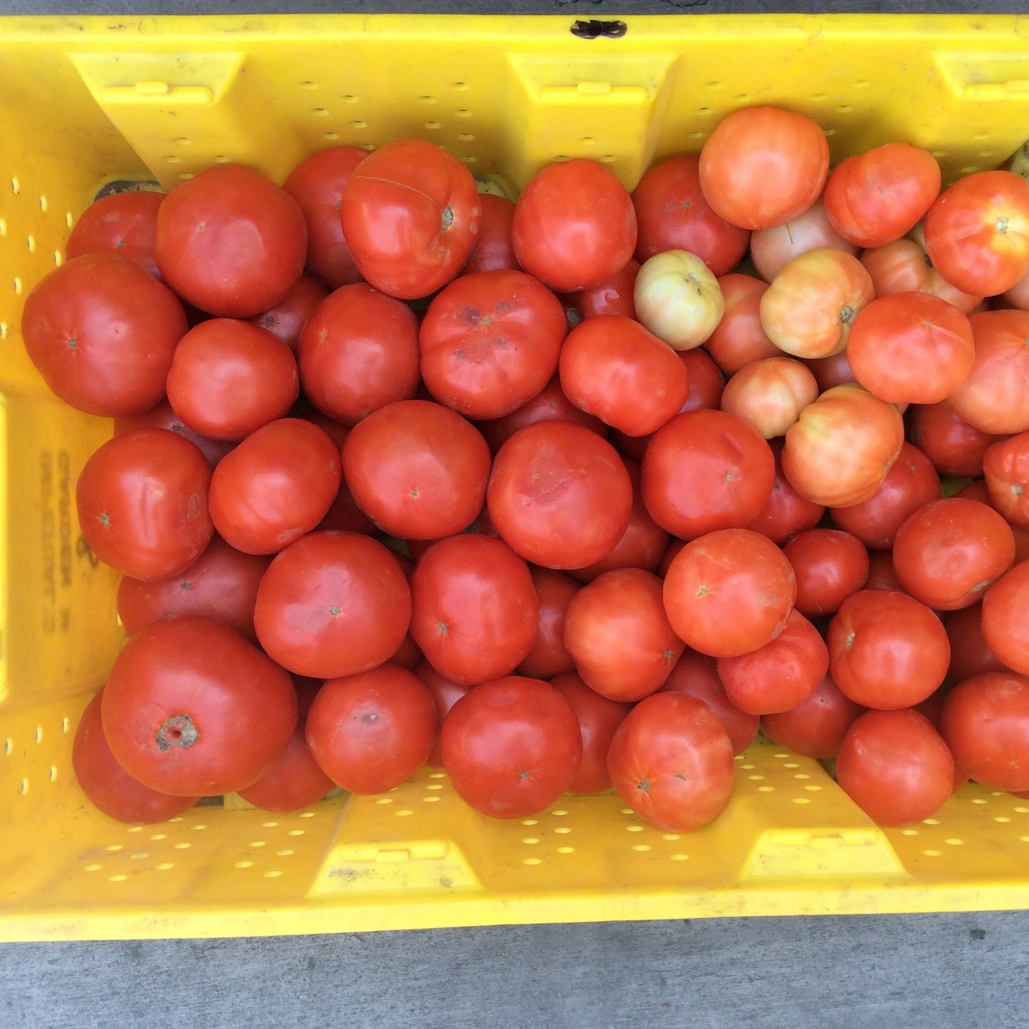 Hybrid Round Red Tomato - Jolene