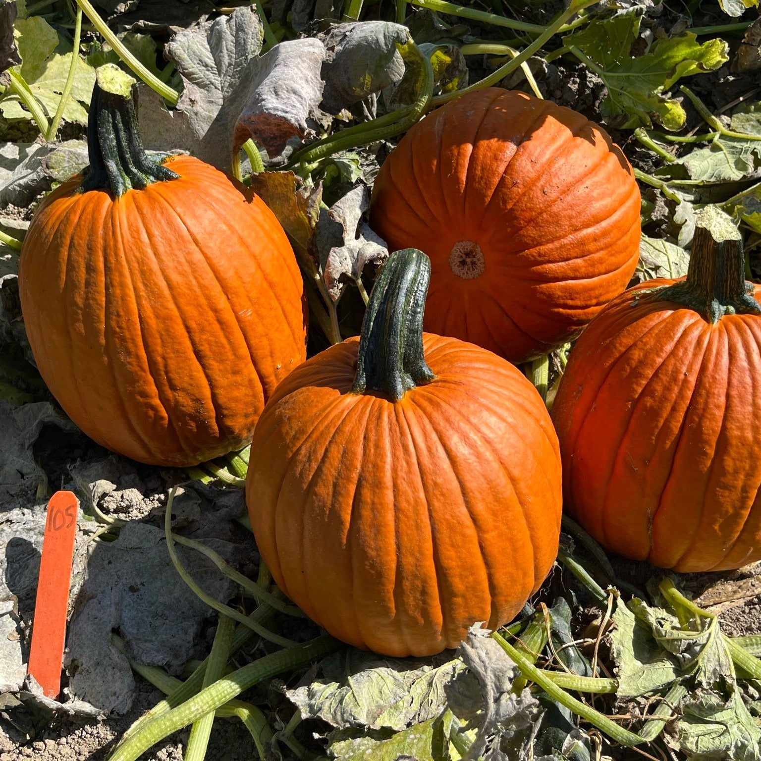 Hybrid Carving Pumpkin - Justify – Gowan