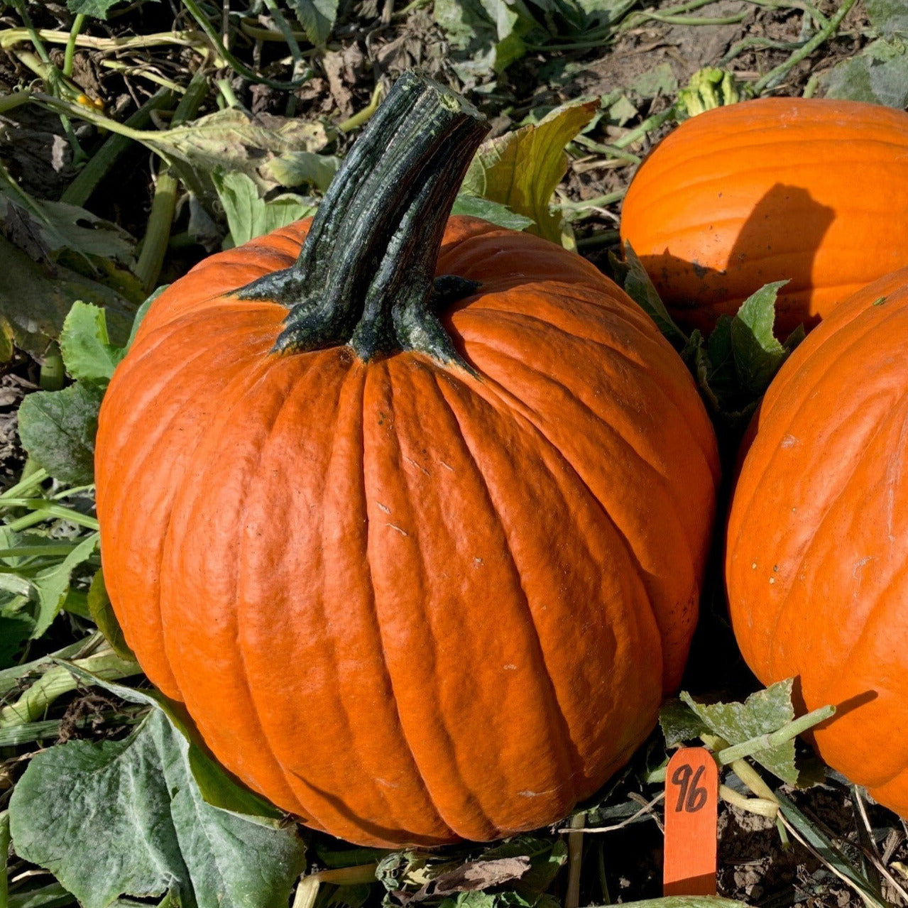 Hybrid Carving Pumpkin - Justify