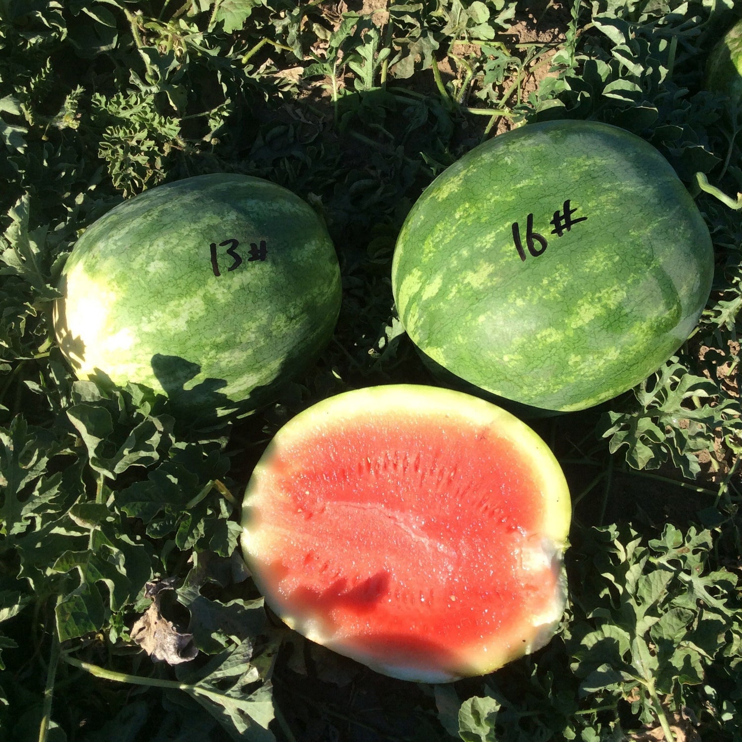 Hybrid Triploid (Seedless) Crimson Sweet Rind Watermelon - Kingman