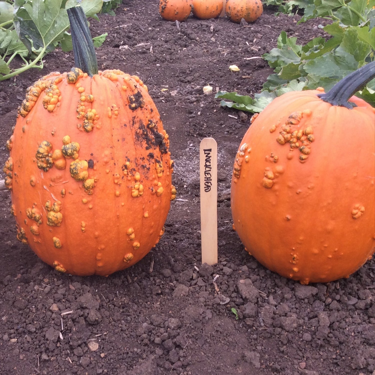 Hybrid Warted Pumpkin - Knucklehead