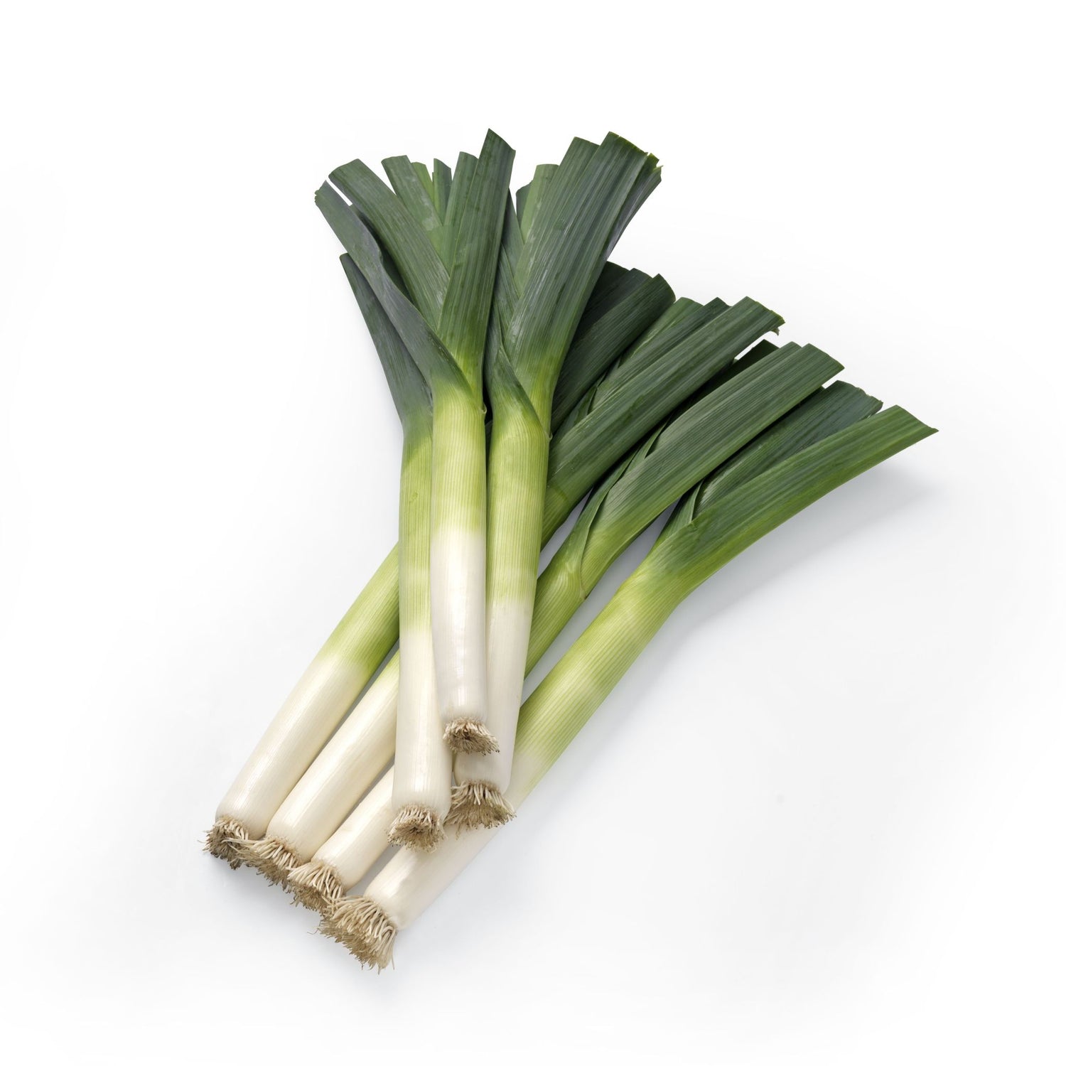 Hybrid Leek - Krypton