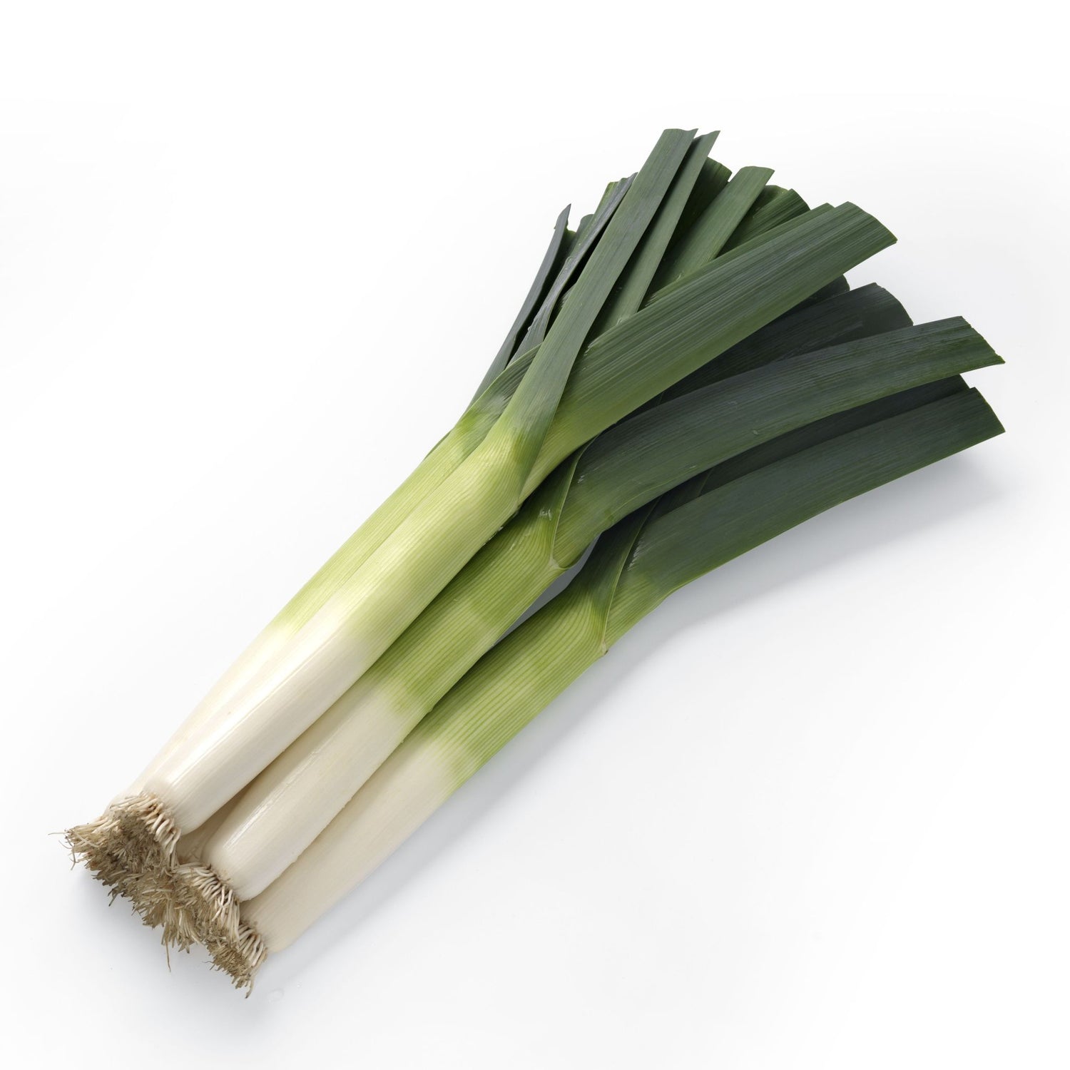 Hybrid Leek - Krypton