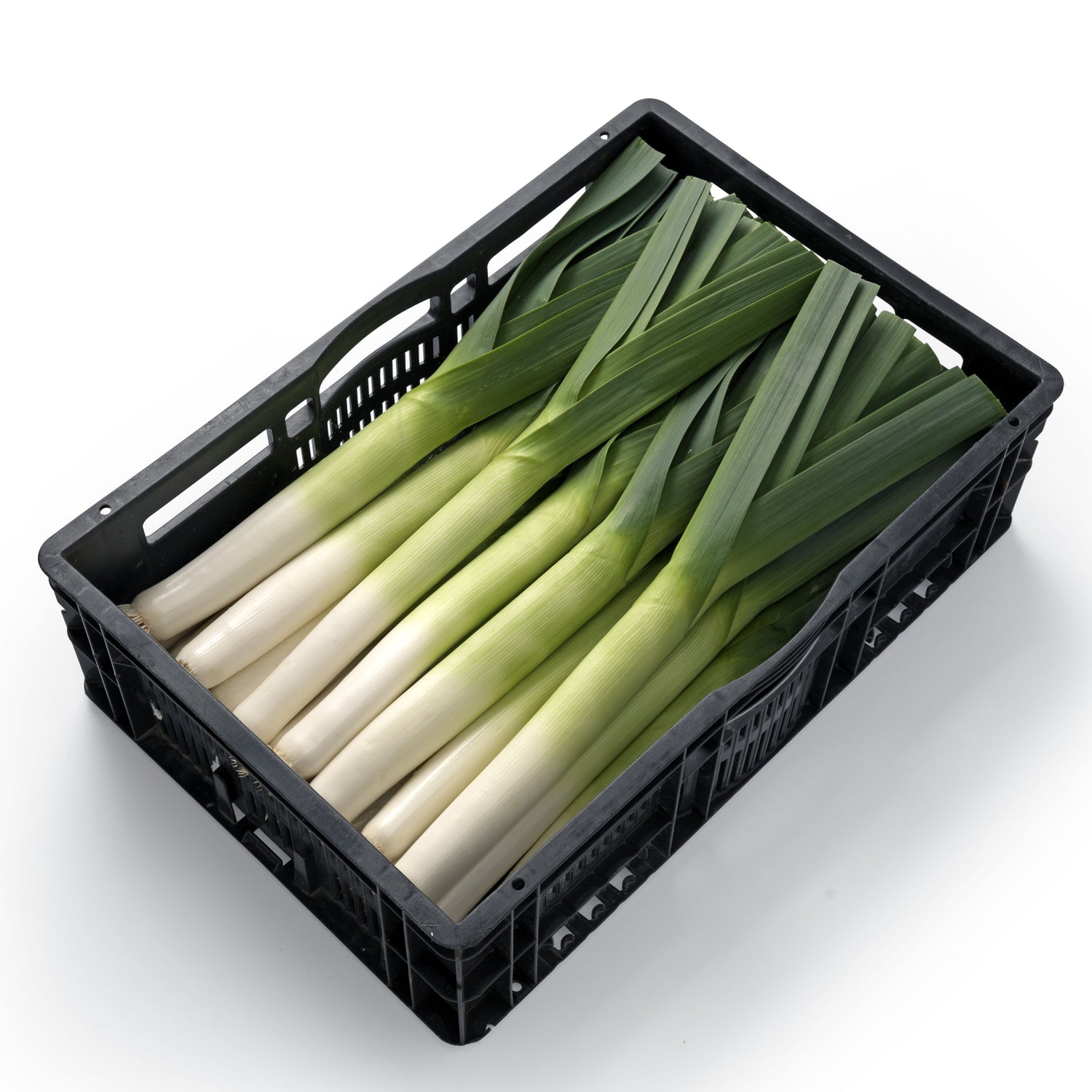 Hybrid Leek - Krypton