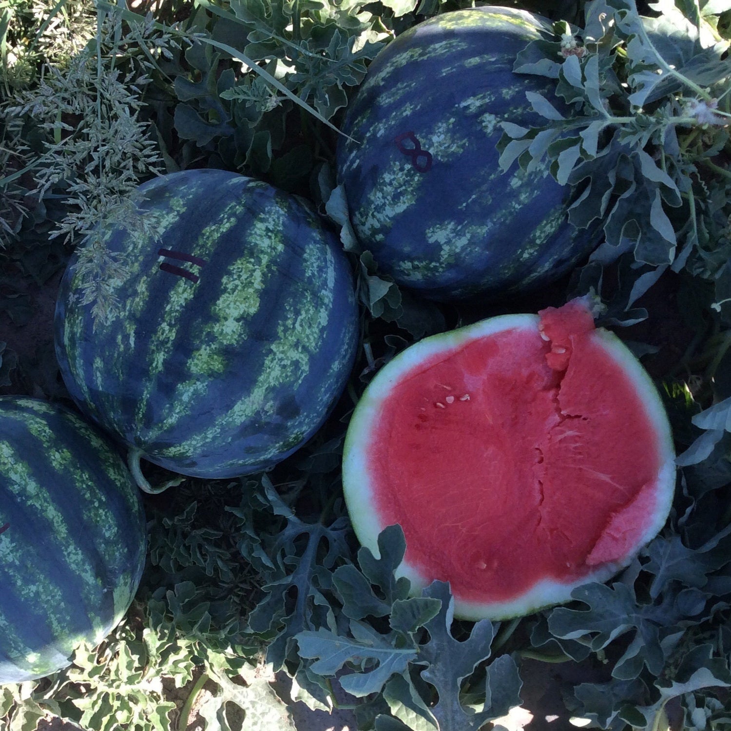 Hybrid Triploid (Seedless) Crimson Sweet Rind Watermelon - LaJoya