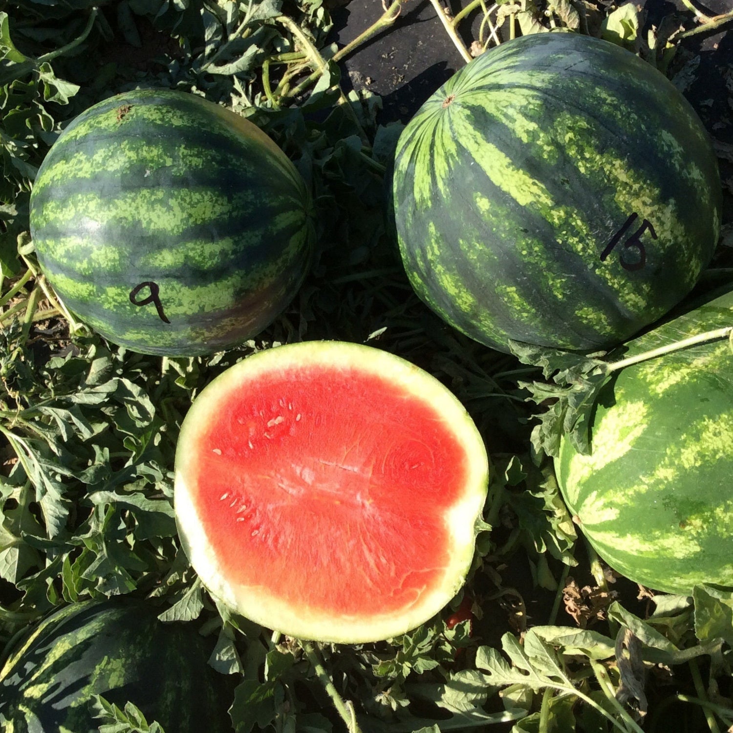 Hybrid Triploid (Seedless) Crimson Sweet Rind Watermelon - LaJoya