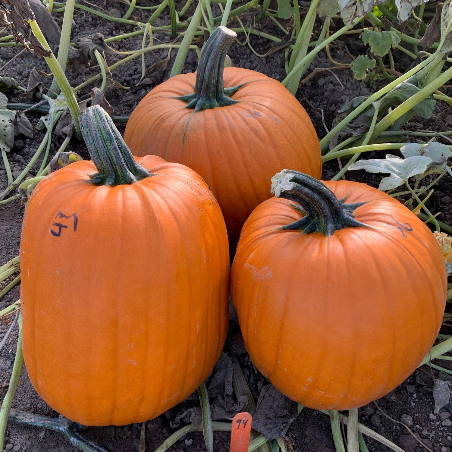 Hybrid Carving Pumpkin - Large Marge