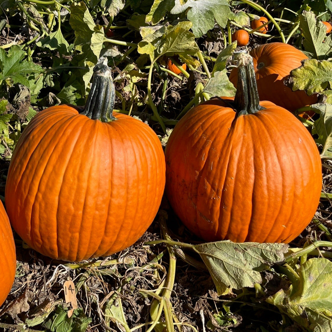 Hybrid Carving Pumpkin - Large Marge