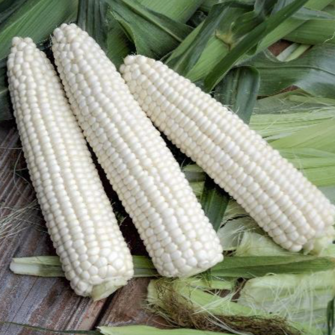 Hybrid Supersweet White Corn - Leadoff MXR