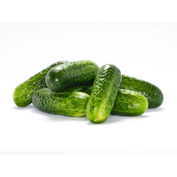 Hybrid Pickling Cucumber - Lennon RZ