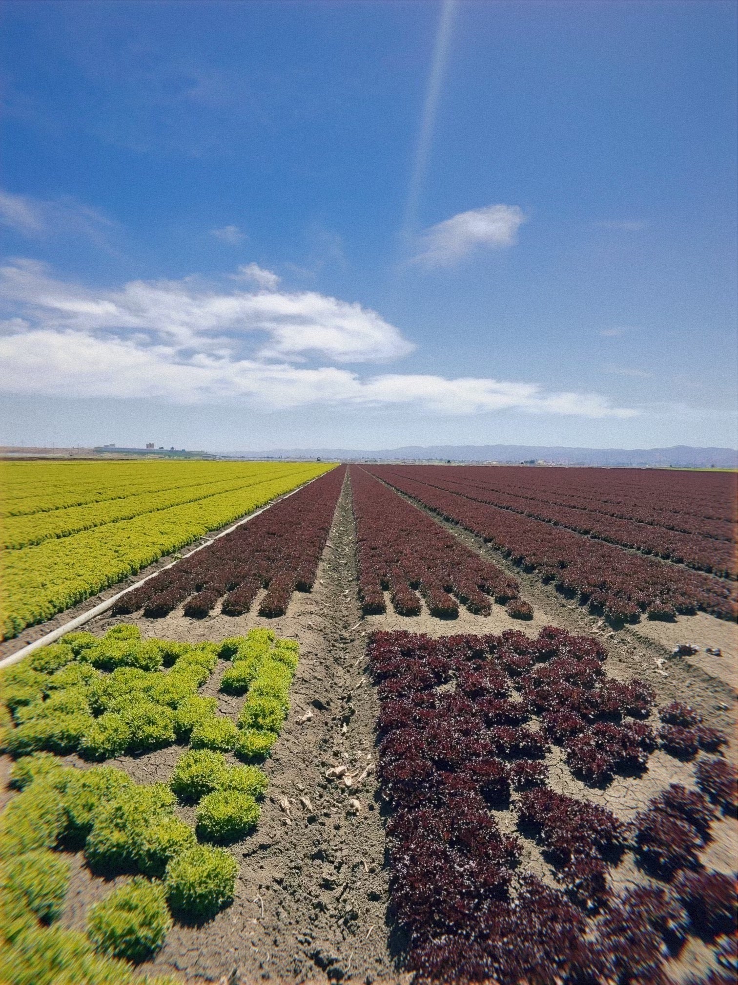 Product Development Gowan