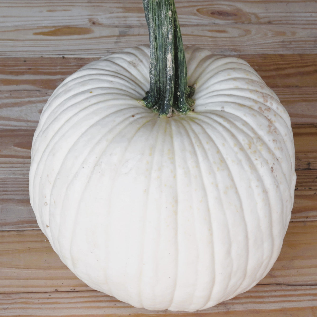 Hybrid White Pumpkin - Lightning