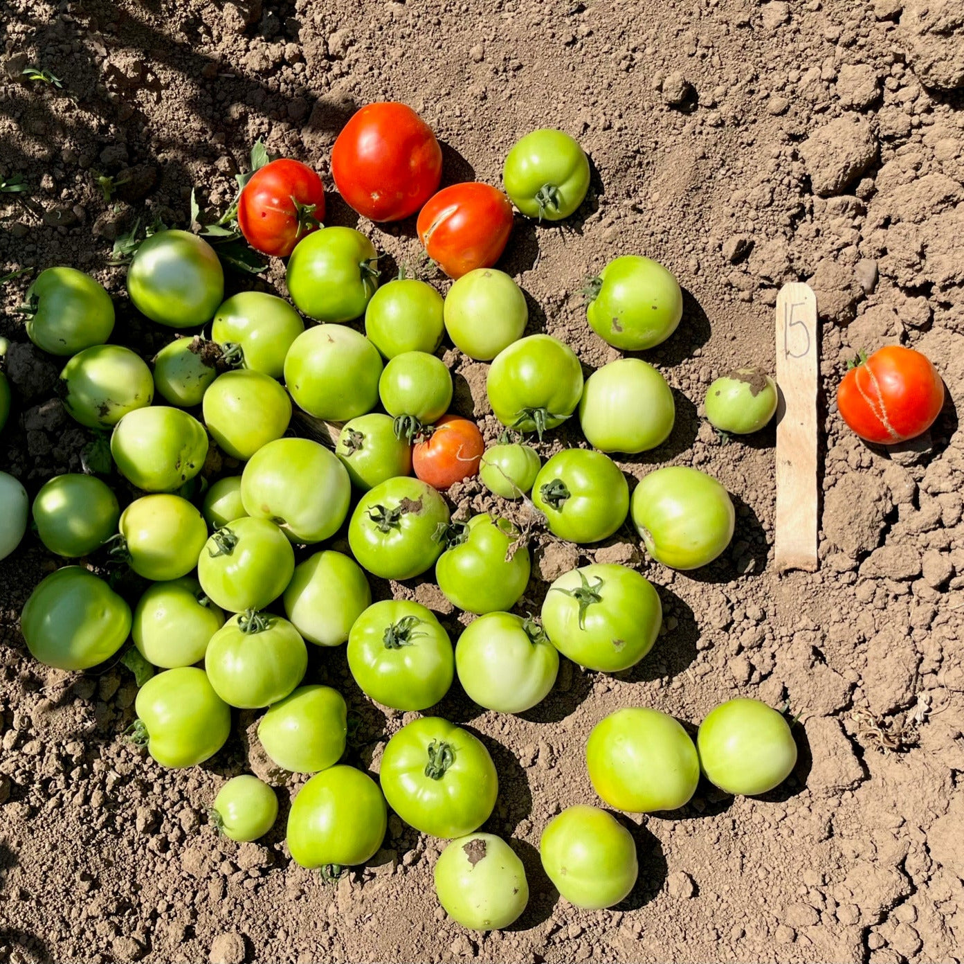 Hybrid Round Red Tomato - Longboat