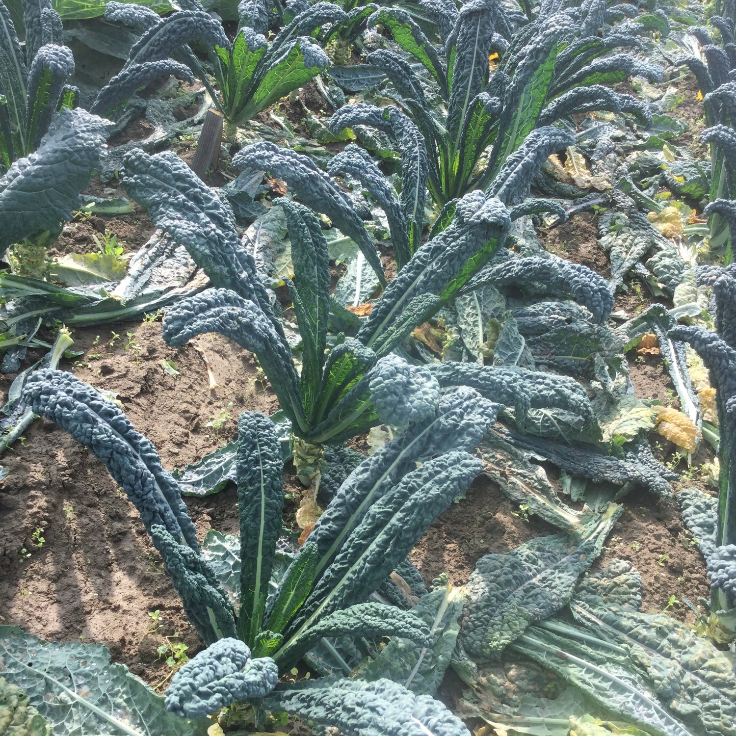 Hybrid Kale - Mamba
