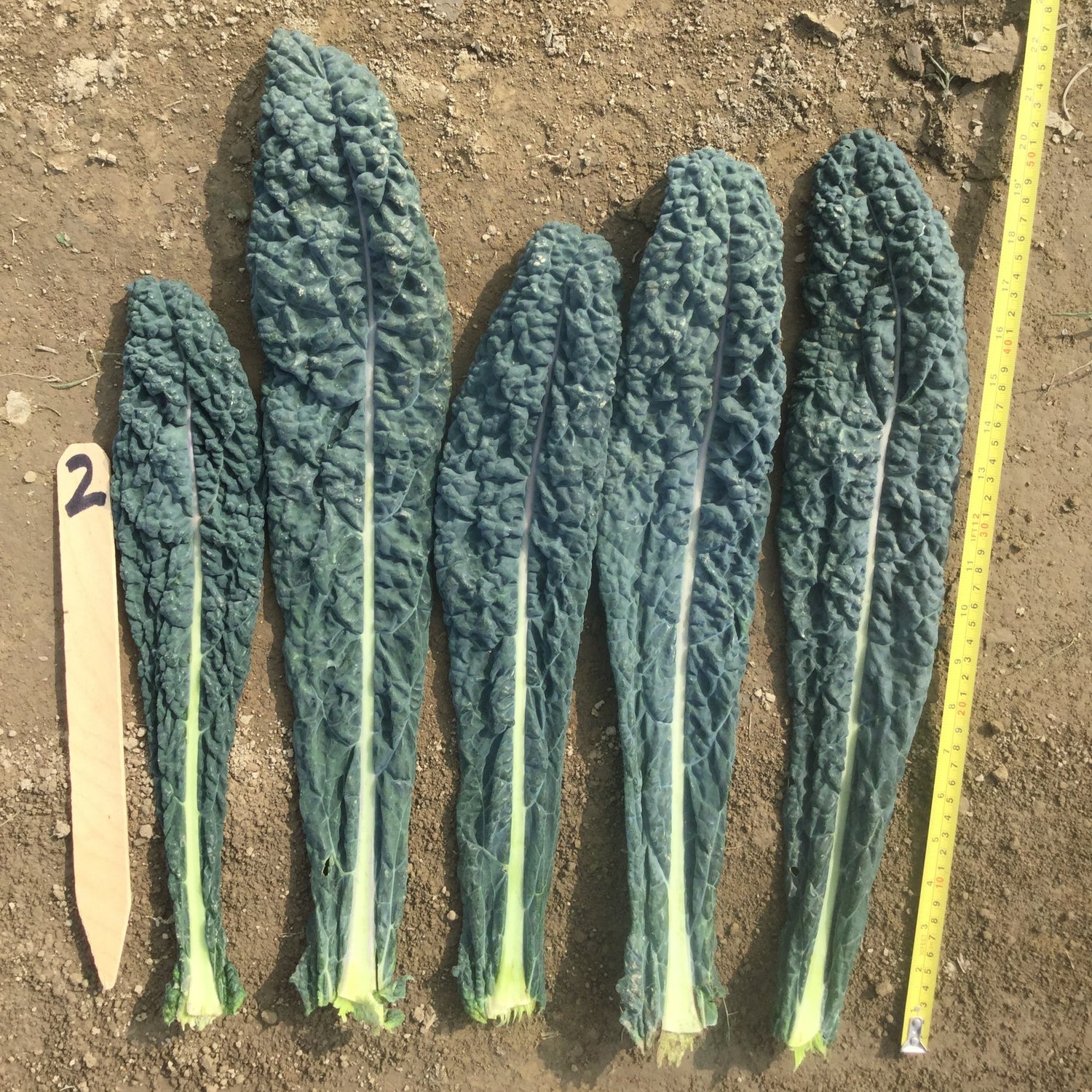 Hybrid Kale - Mamba