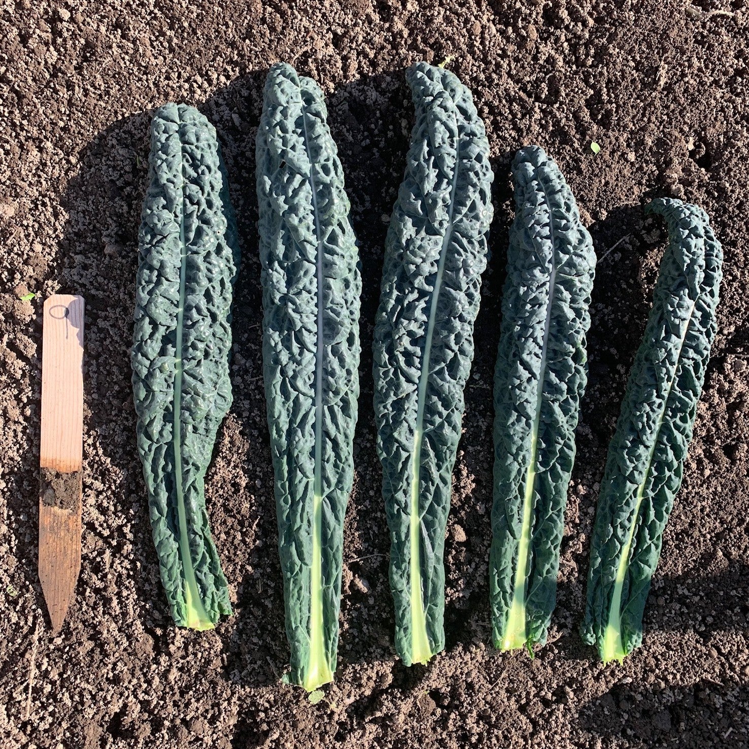 Hybrid Kale - Mamba