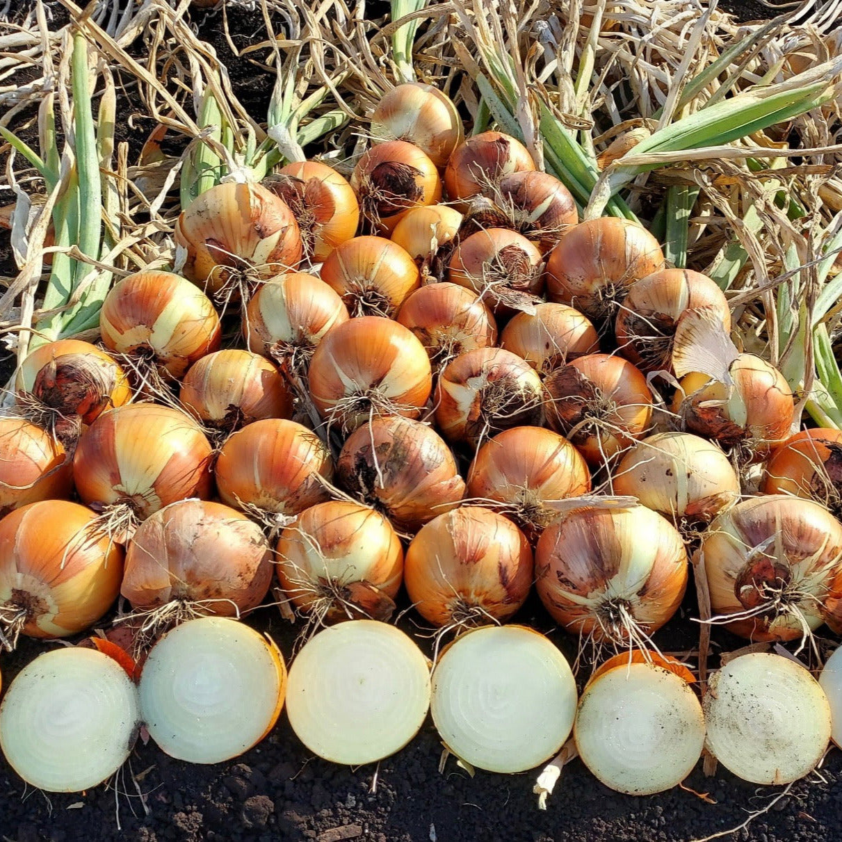 Hybrid Long Day Yellow Onion - Mansfield
