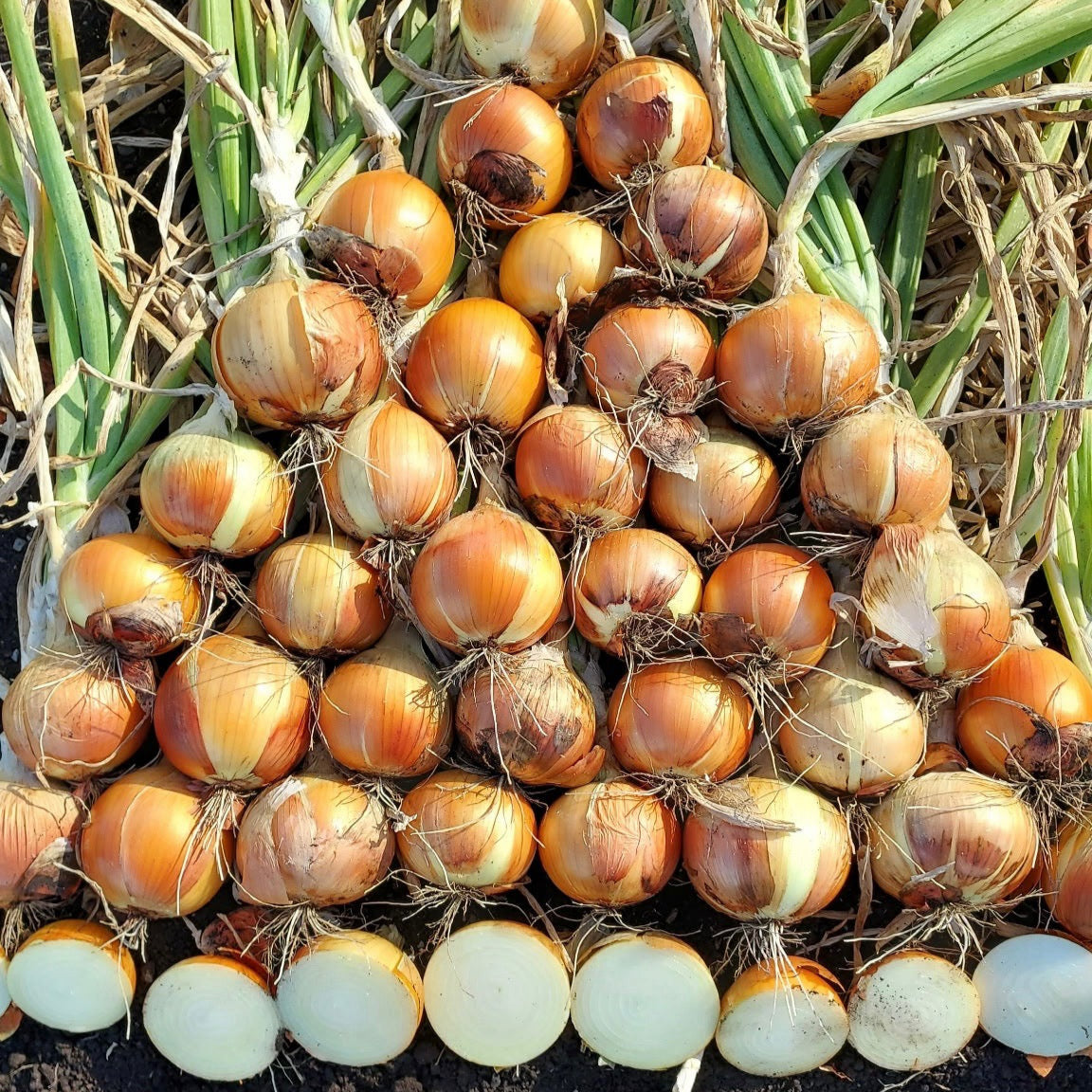 Hybrid Long Day Yellow Onion - Mansfield