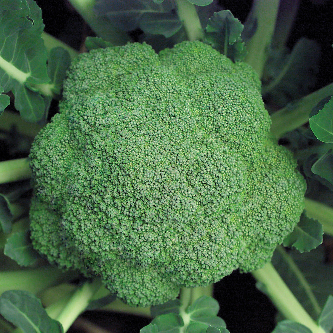 Hybrid Broccoli - Marathon