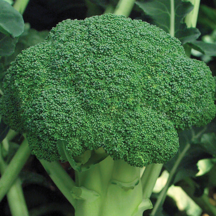Hybrid Broccoli - Marathon